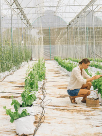 Construire une serre de jardin : Matériaux et installation