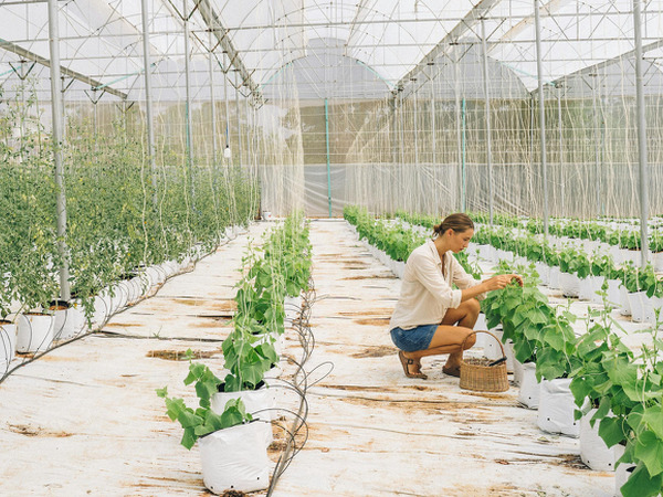 thumbnail of Construire une serre de jardin : Matériaux et installation
